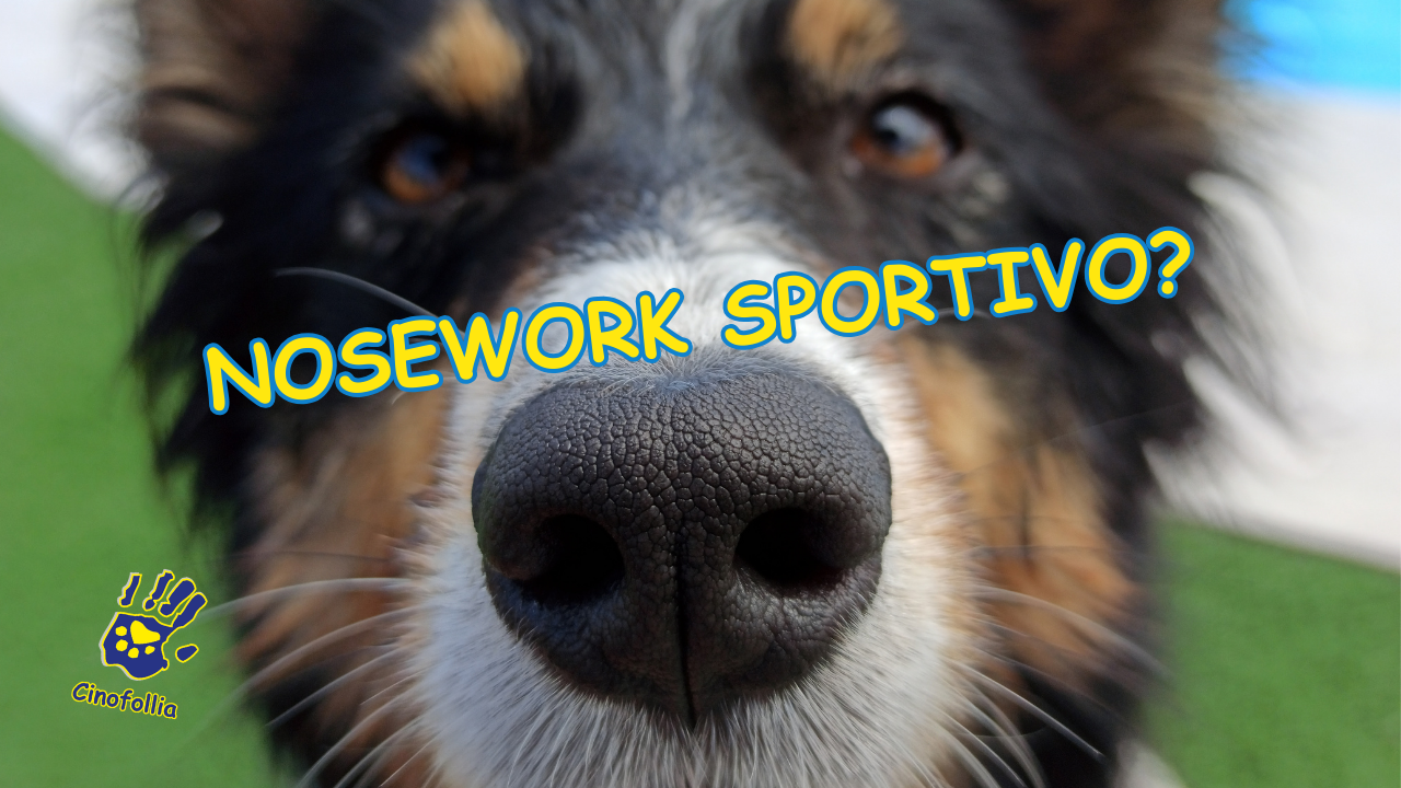 Che cos'è il Nosework sportivo?